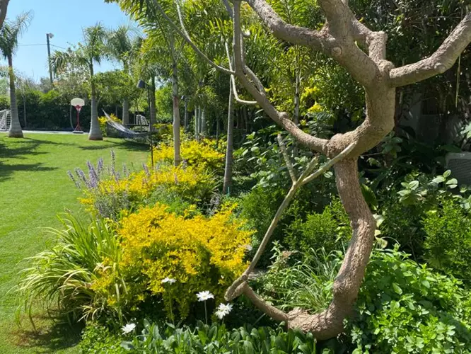 תחזקת גינה 8